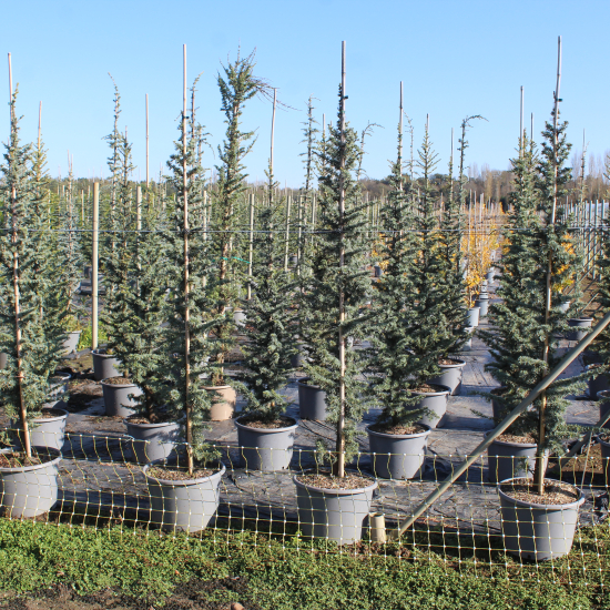 Cèdre bleu de l'atlas pyramidal 'Glauca pyramidalis'