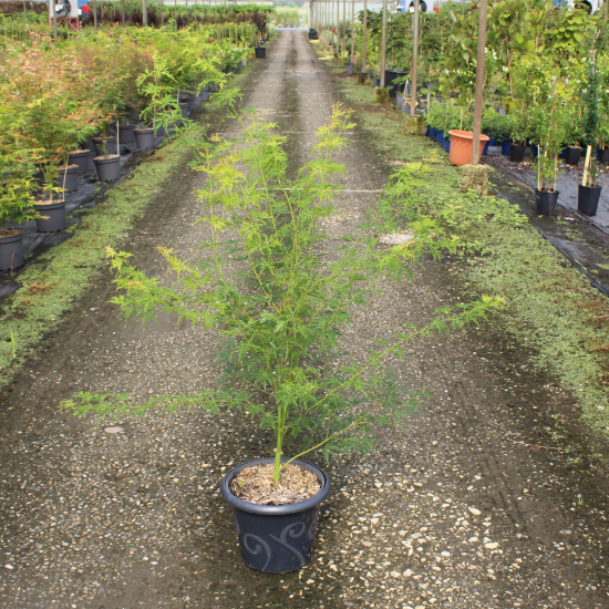 Érable du japon 'Dissectum seiryu vert'