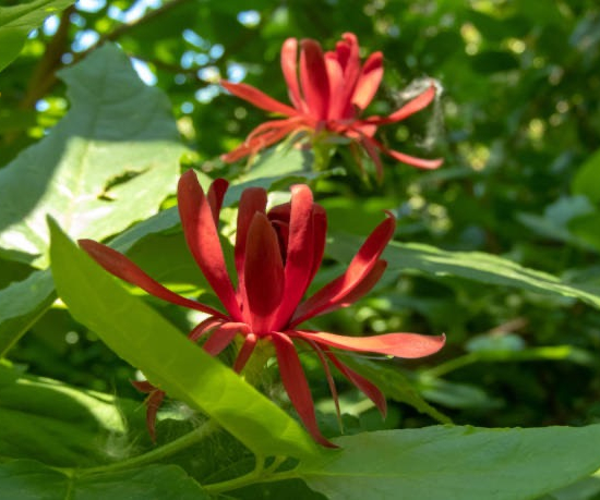 Calycanthus floridus