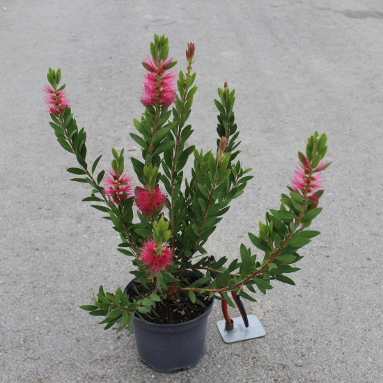 Rince-bouteille Rose