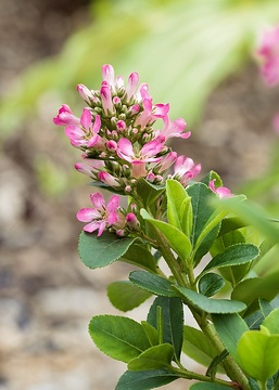 Escallonia 'Pink elle'