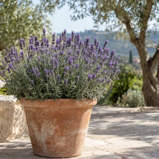 Lavande 'Munstead' (Lavandula angustifolia) — touffe dense de fleurs violettes en grand pot · Photo d'illustration