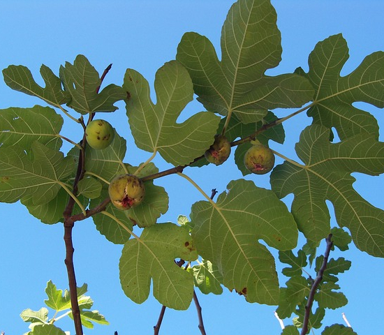 Figuier goutte d'or