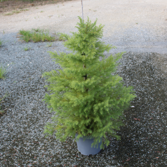 Cèdre du japon 'Elegans viridis'