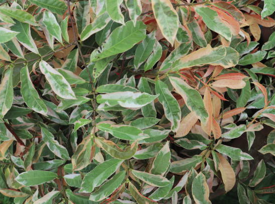 Troène luisant 'Tricolor'