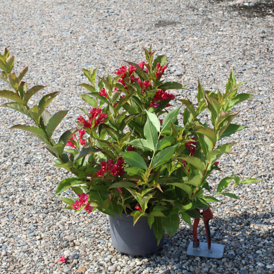 Weigelia 'Summer red'