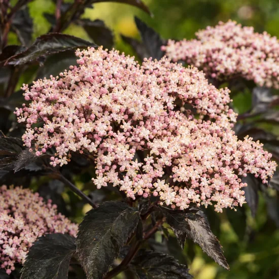 Sureau noir 'Black tower' (Sambucus nigra) — ombelles de petites fleurs rose pâle