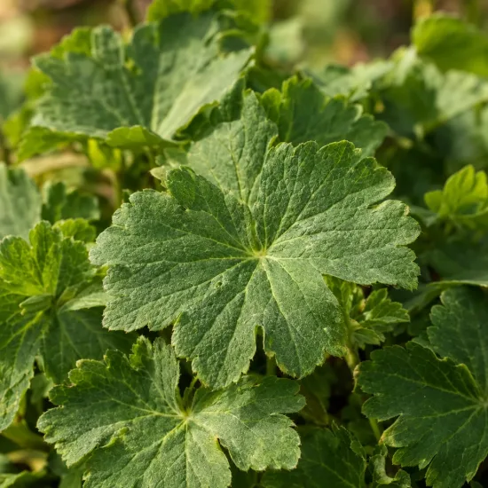 Géranium 'Bevan's variety' (Geranium macrorrhizum) — gros plan sur feuilles vertes lobées · Photo d'illustration