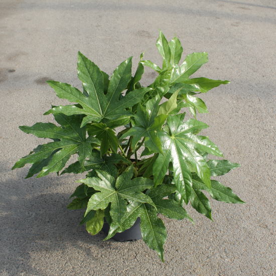 Aralia du japon 'Japonica'