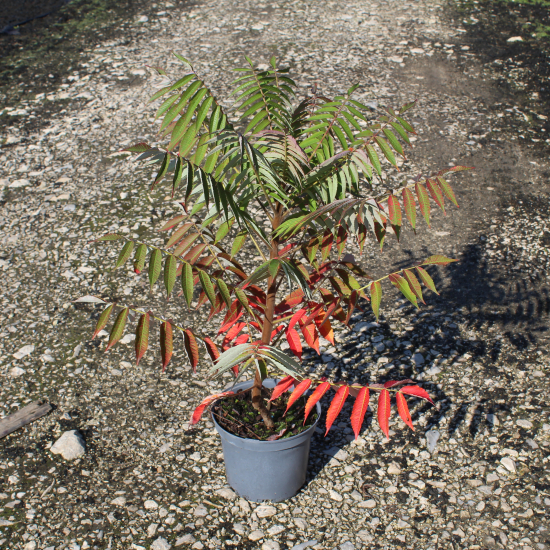 Sumac de virginie