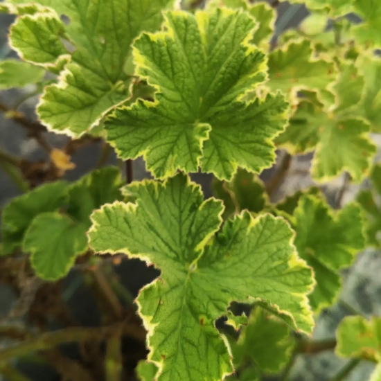 Géranium au parfum de citron 'Atomic snowflake'