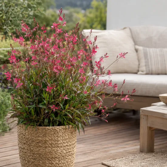 Gaura rouge 'Red color' (Gaura lindheimeri) — plante fleurie en pot tressé sur terrasse · Photo d'illustration