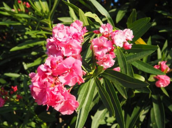 Laurier-rose