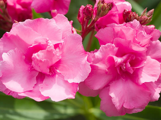 Laurier-rose 'Aramis rose double'