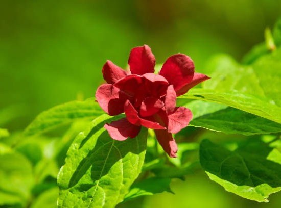 CALYCANTHUS raulstonii Hartlage wine