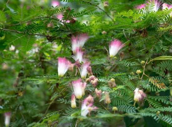 Pompom du marin