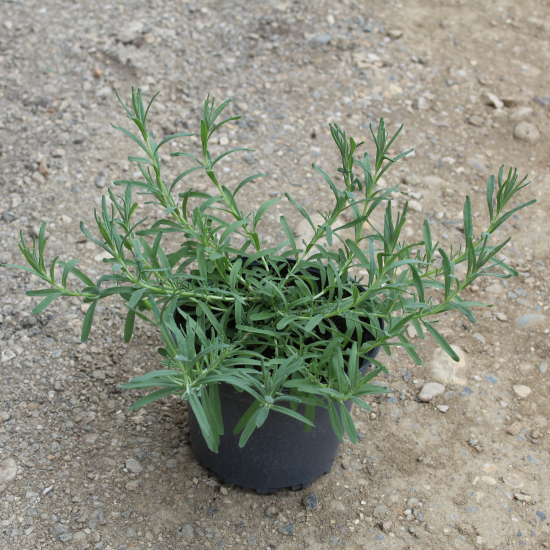 Lavandin 'Essence purple'