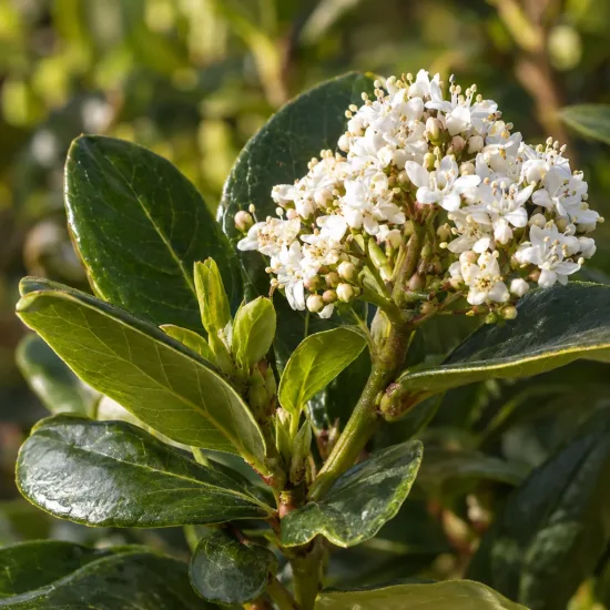 Viorne tin 'Le thoureil' (Viburnum tinus) — gros plan de grappes de petites fleurs blanches · Photo d'illustration