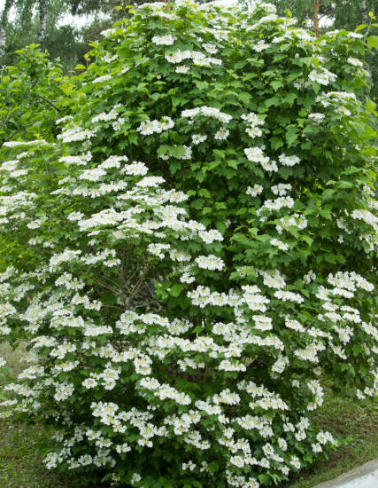 Viorne de chine 'Lanarth'