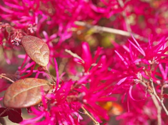 Loropétale de chine 'Plum georgeous'