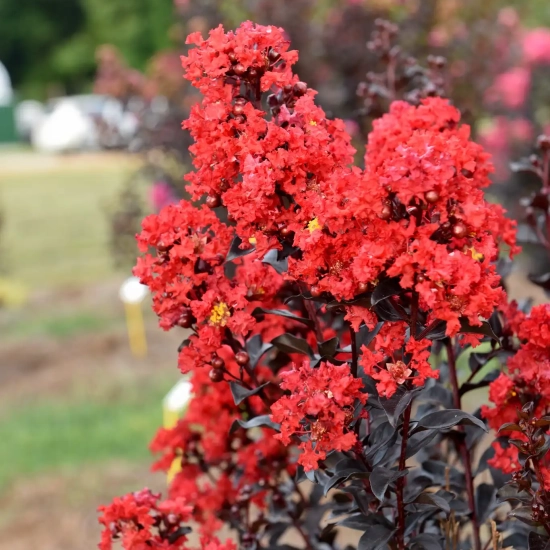 Lilas des indes 'Sunset magic'