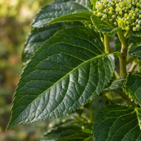 Hortensia 'Adria' (Hydrangea macrophylla) — gros plan sur grandes feuilles vertes luisantes · Photo d'illustration