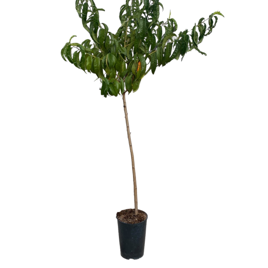 Pêcher pêche plate des bois