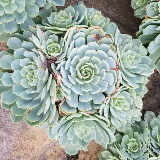 Echeveria (Echeveria pumila) — succulente en rosettes serrées vue de dessus · Pot 2.5L
