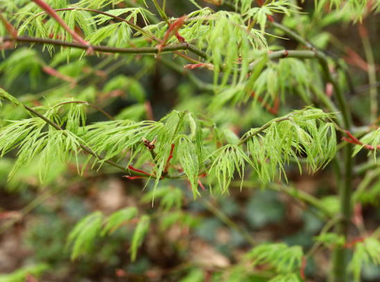 Érable argenté 'Laciniatum wieri'