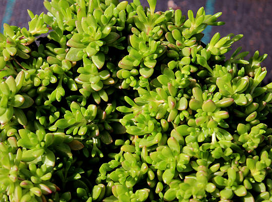Orpin/Sedum spp surtido 5 variedades