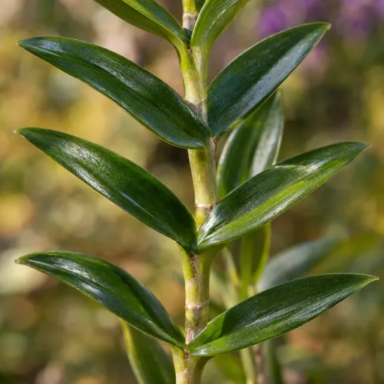 Orchidée (Epidendrum) — tige dressée avec feuilles vertes brillantes