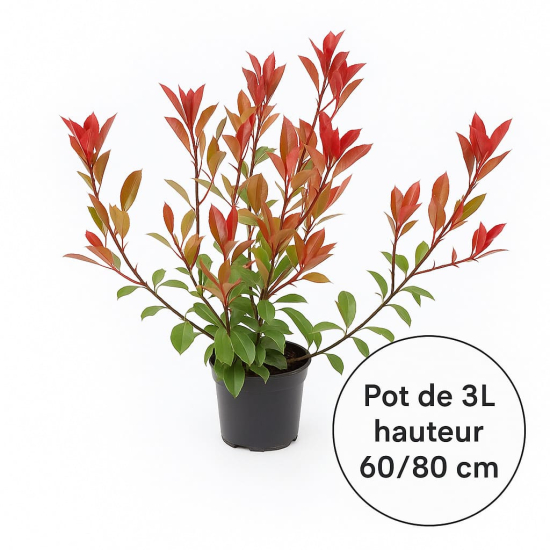 Photinia Fraser Carré Rouge