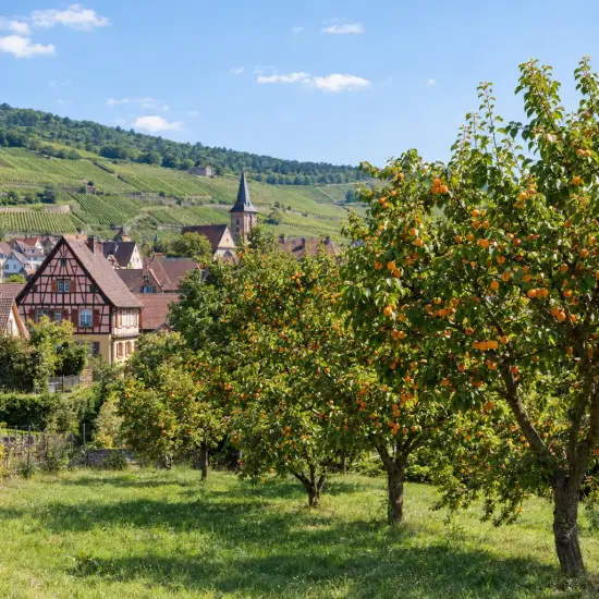 Abricotier 'Sungiant' (Prunus armeniaca) — vergers d'arbres fruitiers devant un village viticole