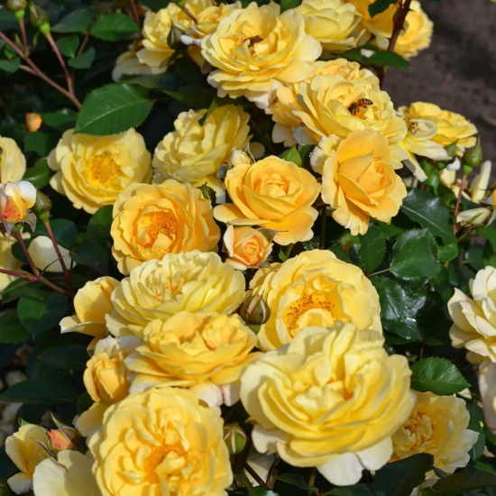 Rosier 'Soleya  jaune '