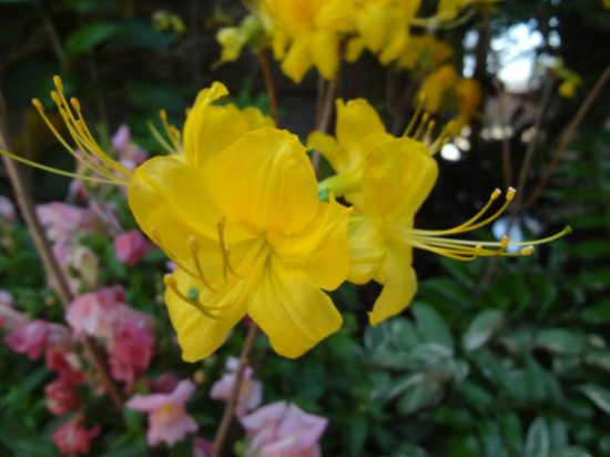 Azalée de chine 'Harvest moon jaune'