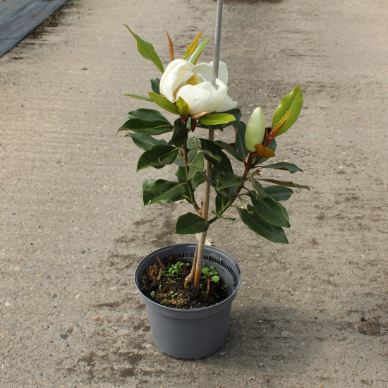 Magnolia 'Little gem'