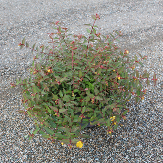 Millepertuis 'Tricolor'