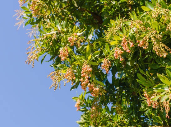 Arbre Aux Fraises Roselily