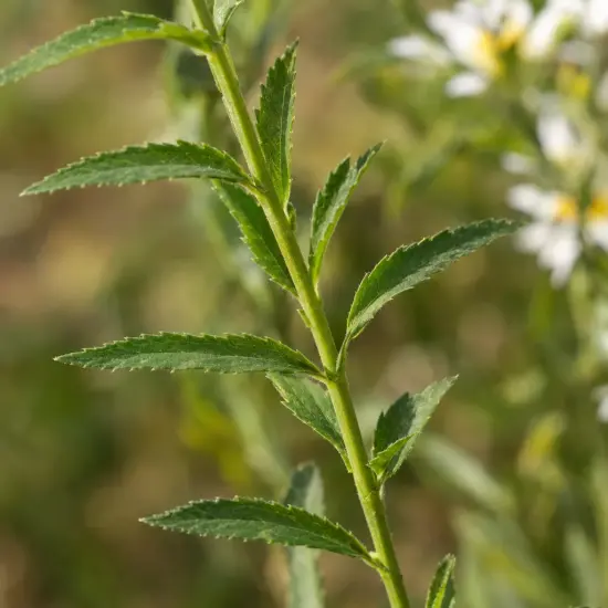 Aster japonais 'Alba' (Kalimeris incisa) — tige verticale avec feuilles dentées, fleurs floues en arrière-plan