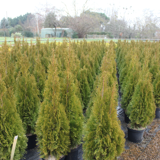Thuya émeraude 'Emeraude'