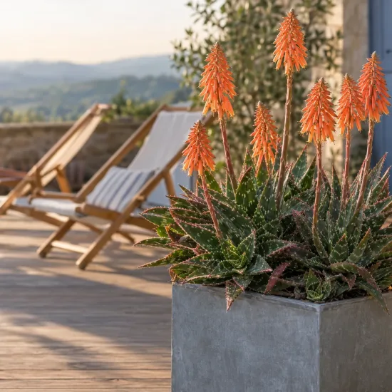 Aloès maculé 'Robusta' (Aloe maculata) — plante succulente à hampes florales orange sur terrasse en bois · Photo d'illustration