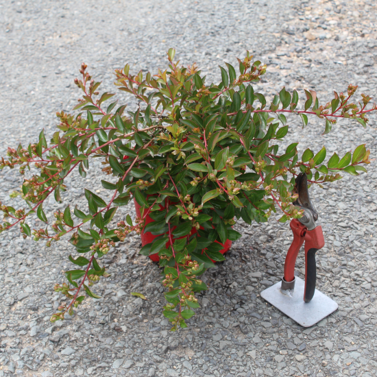 Lilas des indes 'Houston'