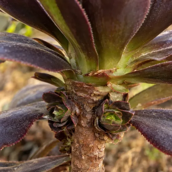 Succulente 'Surreal destiny' (Semponium) — gros plan sur tige avec rosettes charnues · Photo d'illustration
