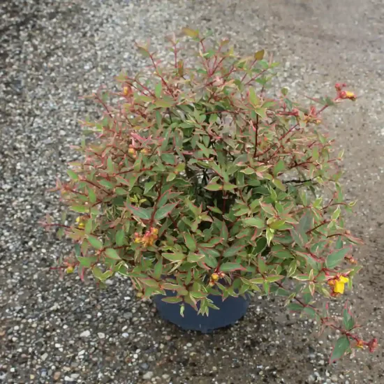 Millepertuis 'Tricolor' (Hypericum moserianum) — arbuste compact en pot sur sol gravillonné · Pot 7.5L