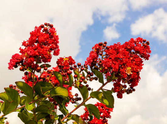 Lilas des indes 'Petite red'