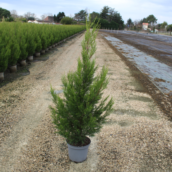 Cyprès de leyland 'Atro'