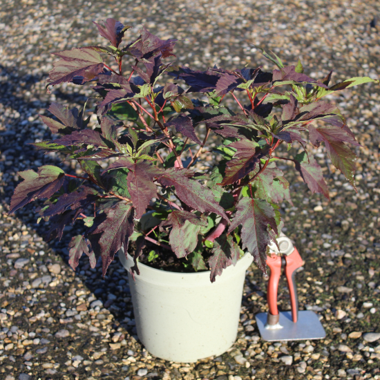 Hibiscus des marais 'Pink passion'