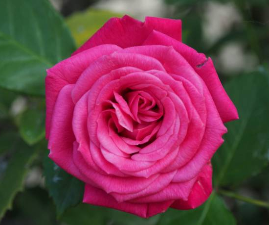 Rosier 'Bernadette lafont '