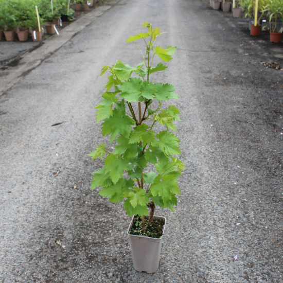 Vigne 'De table muscat de hambourg'