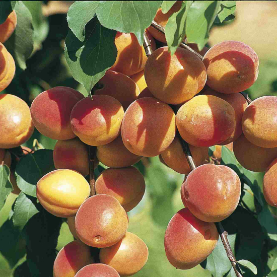 Abricotier 'Polonais'